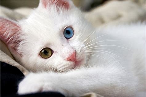 white cat pic